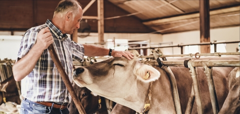 Kuh streicheln Fürsorge Tierwohl