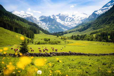 Landschaft Österreich 