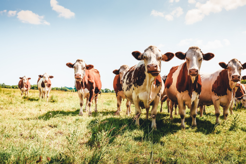 Tiere auf der Weide