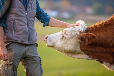 Der Weg der Milch