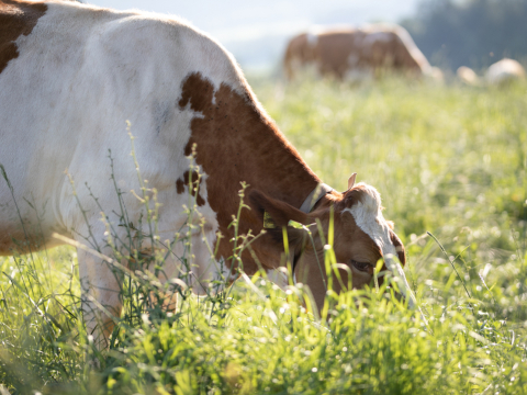 news_milch-aus-oesterreich-ist-weltspitze-auch-in-sachen-nachhaltigkeit.jpg