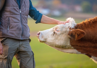 Der Weg der Milch